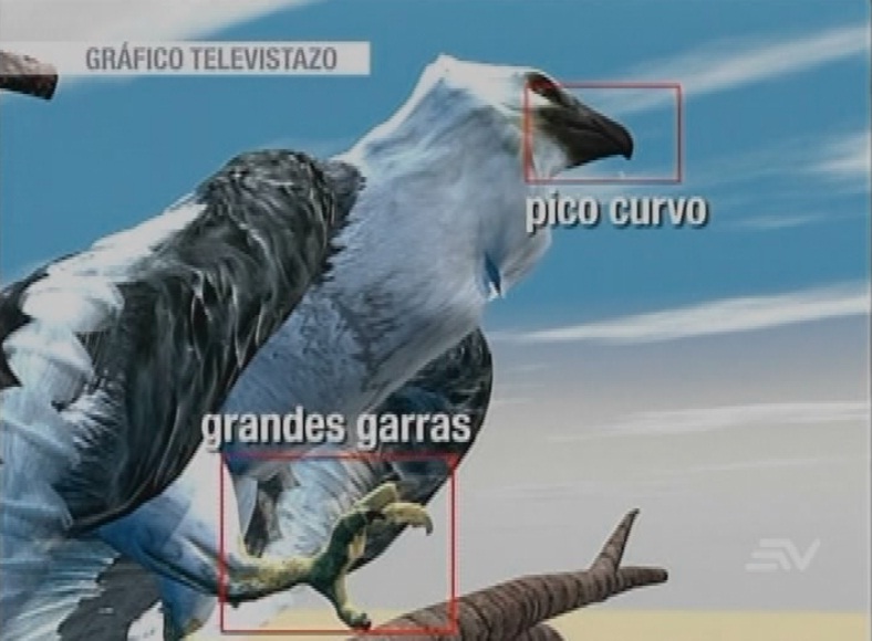 Águila arpía atacada con ocho perdigones se recupera en Quito