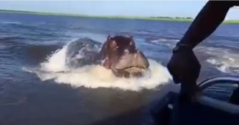 (VIDEO) Captan a hipopótamo persiguiendo una lancha