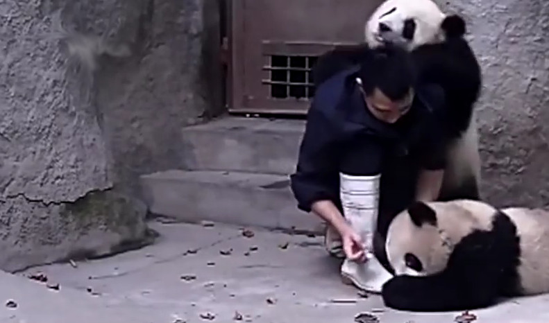 (VIDEO) Dos osos panda que dan guerra a la hora de tomar la medicina