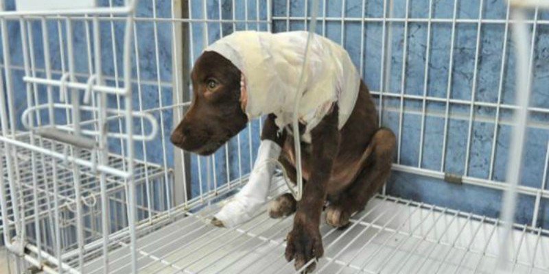 Argentina: piden justicia por muerte de perro despellejado presuntamente por dueño