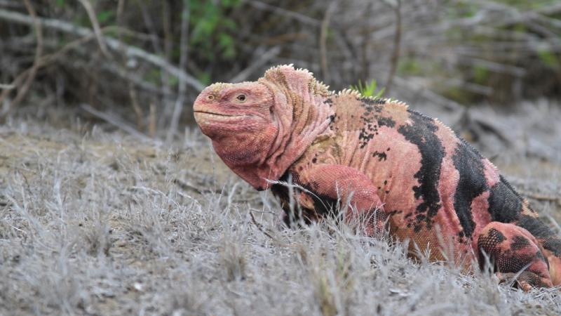 Expertos preparan proyecto de conservación de la iguana rosada en Galápagos