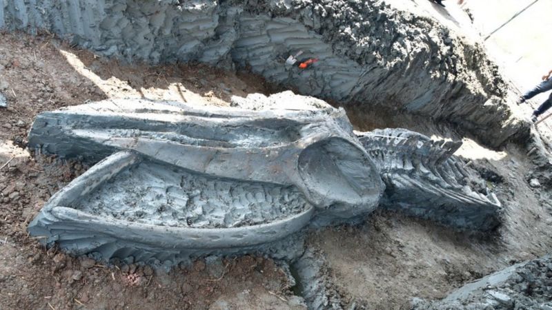 El esqueleto de una ballena de hace al menos 3.000 años