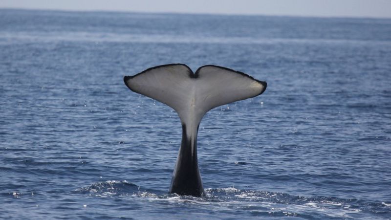 Los extraños ataques de orcas a barcos en el Atlántico