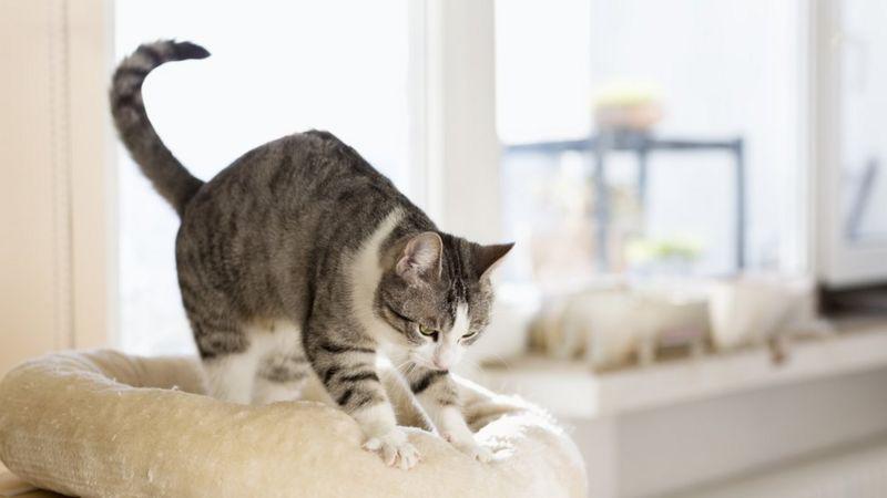 Por qué los gatos amasan: el origen del curioso masaje que hacen sobre sus dueños o algunas superficies