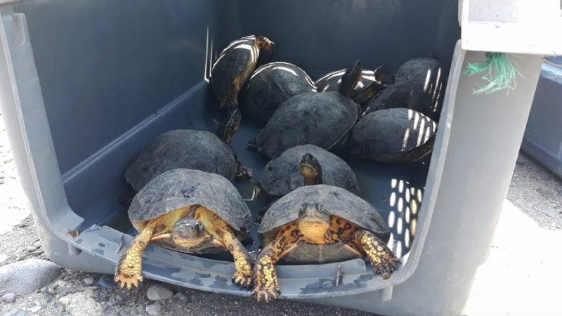Llevaban a 38 tortugas en un saco de yute en Esmeraldas