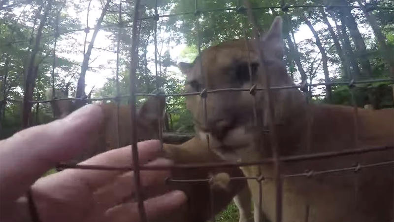 (VIDEO) Condenan a sujeto que se metió a un zoológico a acariciar a los pumas
