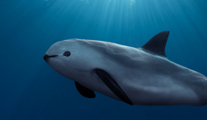 México refuerza la protección de la casi extinguida vaquita marina