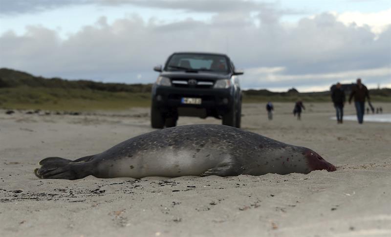 Decenas de focas mueren por gripe en costas alemanas