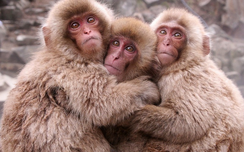 Un zoológico de Japón sacrifica 57 monos para proteger una especie indígena