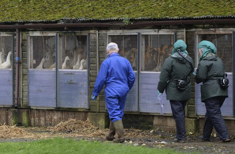 Un caso de gripe aviar en una granja de patos en Inglaterra