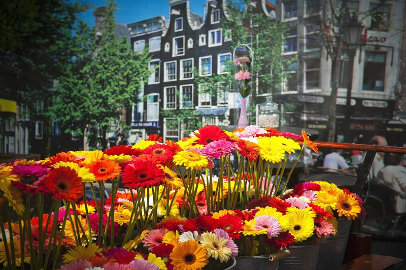 Holanda remonta exportación flores frente a mercados emergentes como Ecuador