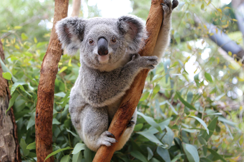 Australianos, indignados por hallazgo de koala atornillado