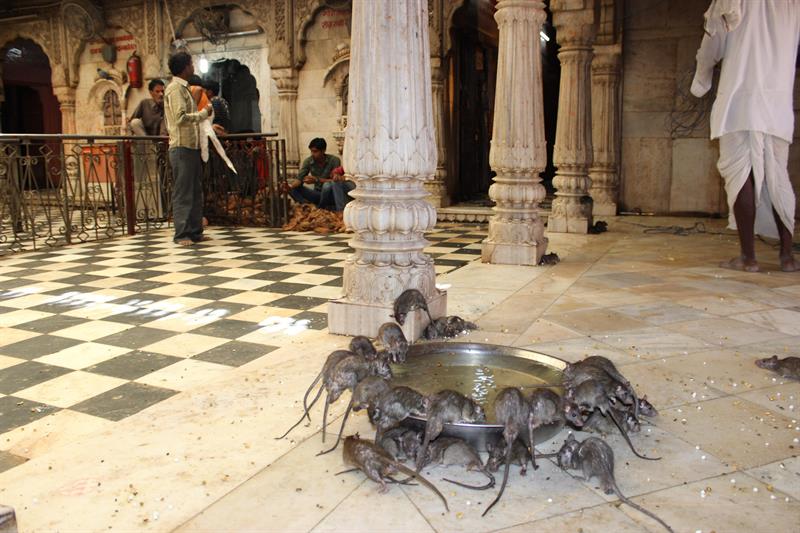 El templo de las ratas, atractivo turístico en la India