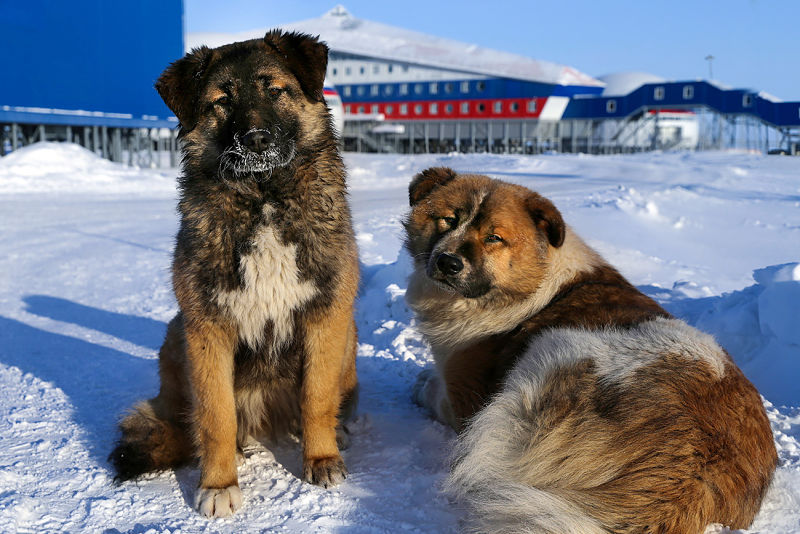 Denuncian que en Rusia matan a perros callejeros previo al Mundial