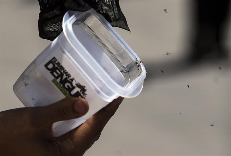 Brasil libera mosquitos contaminados con bacteria para lucha contra el dengue
