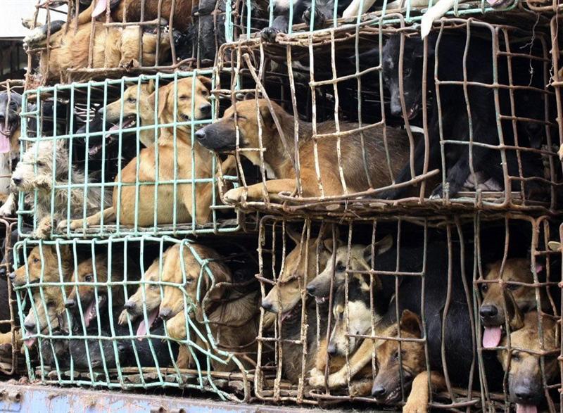 Investigan envenenamiento de 200 perros en provincia argentina de Córdoba