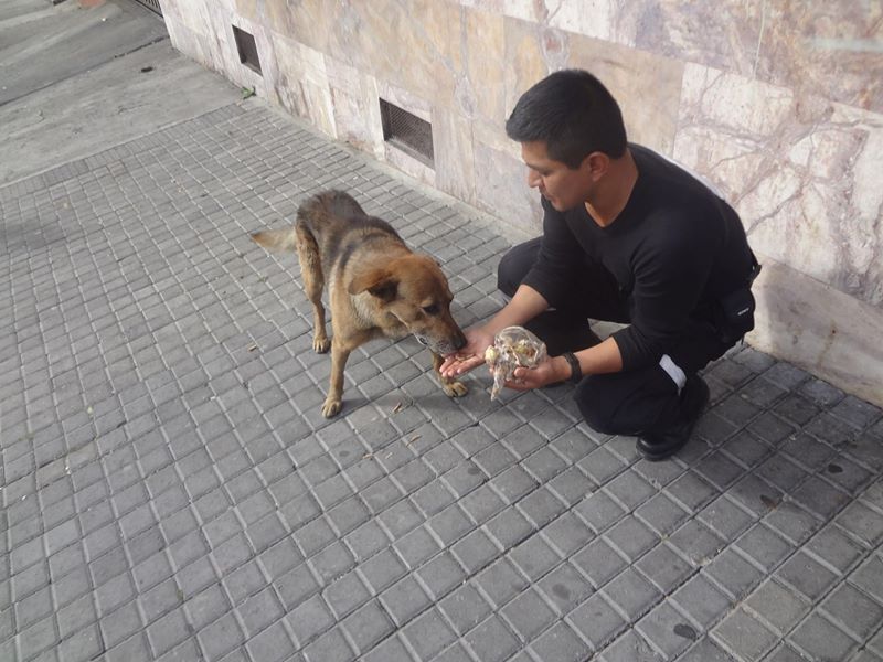 Cómo rescatar a una mascota abandonada en la calle