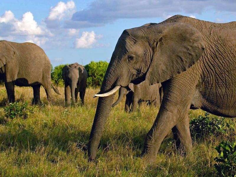 Los elefantes actuales no se mezclan como las especies antiguas