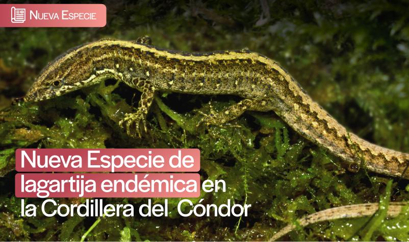 La nueva especie de lagartija endémica fue bautizada como Mama Dulu, en honor a Dolores Cacuango.