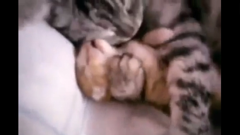 El conmovedor abrazo de una gata a su bebé que sigue siendo viral