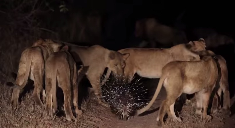 (VIDEO) Puercoespín sobrevive al ataque de 17 leones