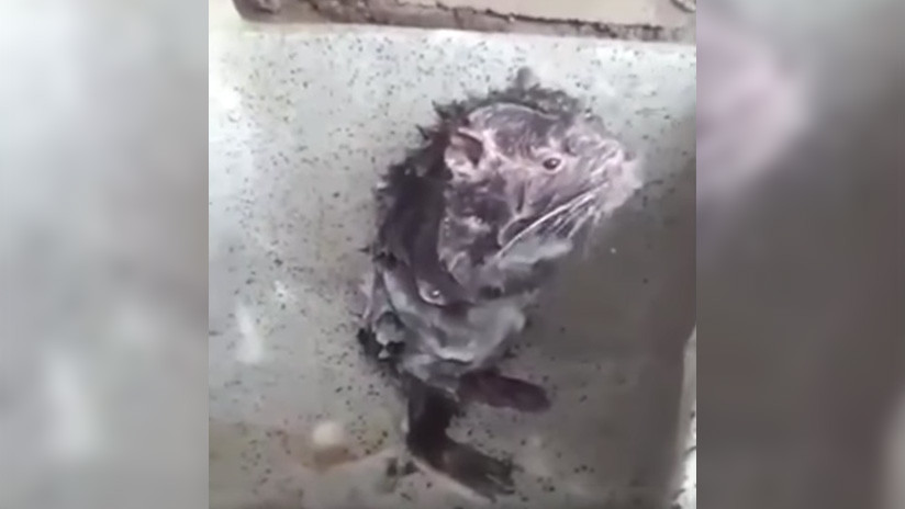 La &quot;irritante&quot; verdad sobre el video viral del ratón que se ducha