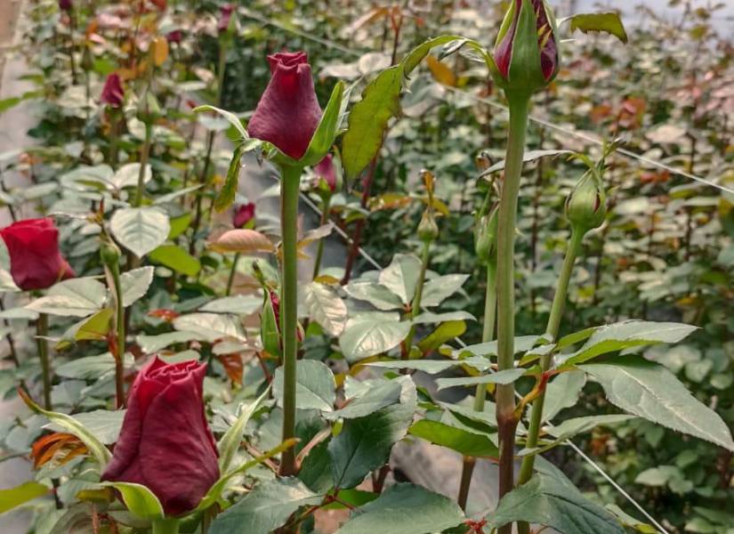 Pichincha concentra el 66 % de la producción florícola de Ecuador