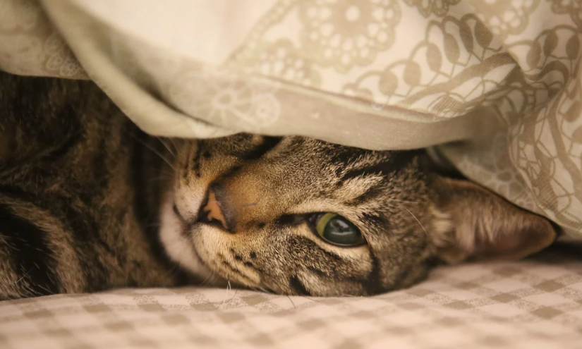 Imagen referencial. Gato acostado en la cama.