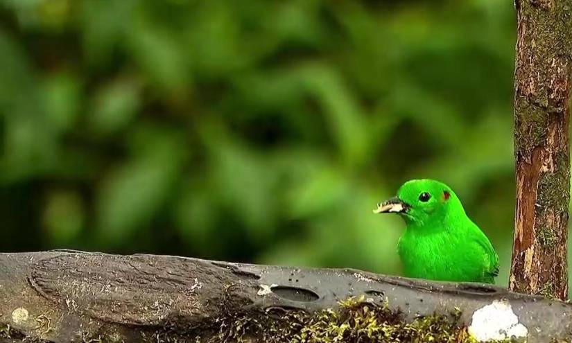 Imagen de la ave tangara verde, presente en el Chocó Andino.