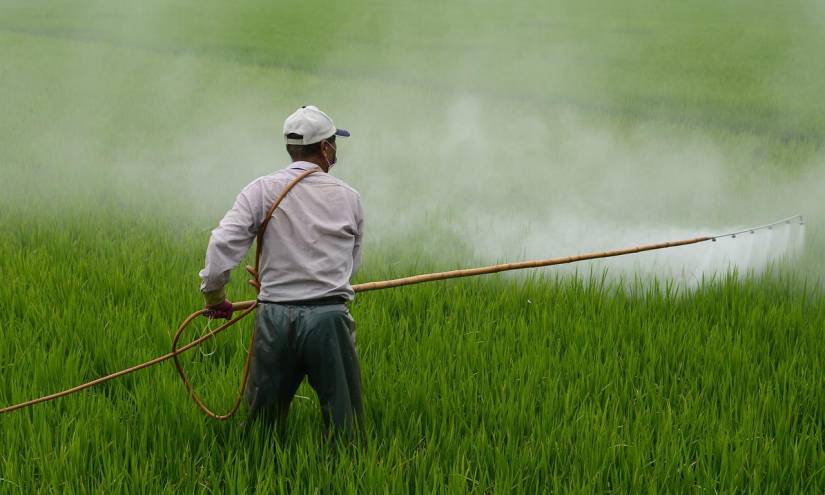 Un trabajador fumiga una plantación de arroz.