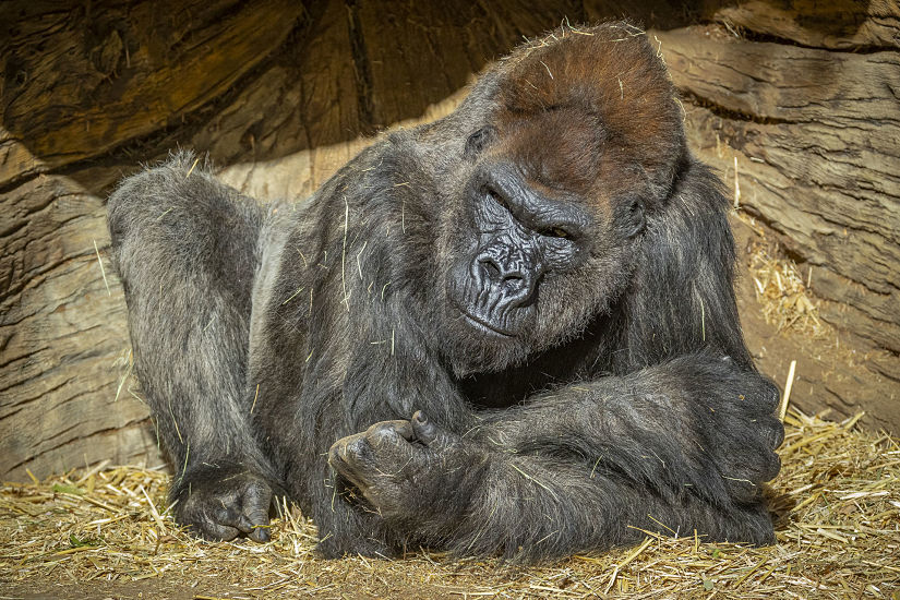 Gorilas de zoológico de San Diego dan positivo a coronavirus