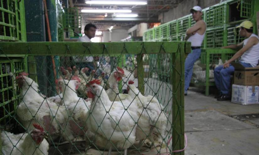 Colombia, Perú y México han emitido alertas sobre casos positivos de influenza aviar.
