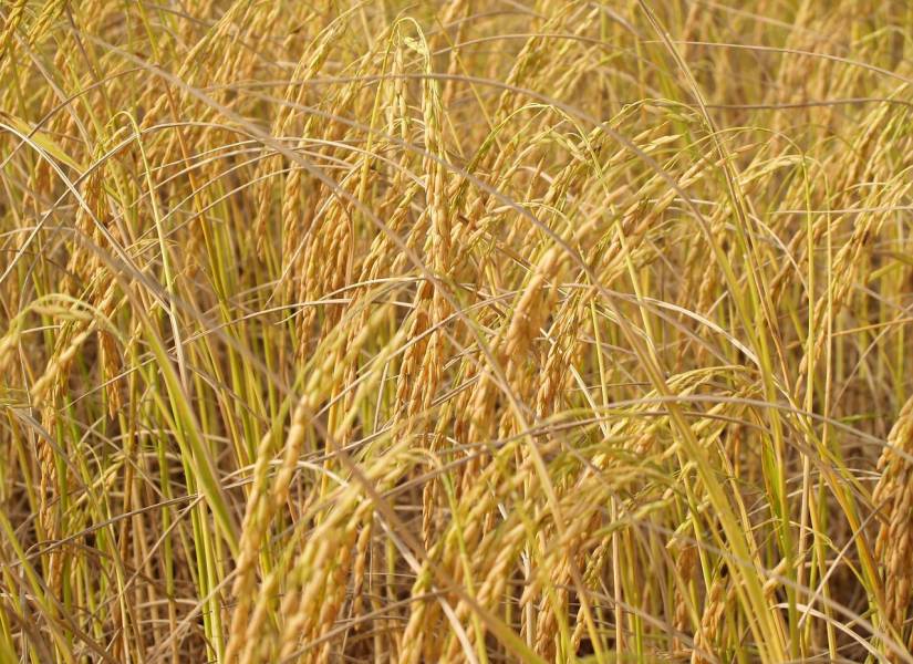 El arroz será uno de los principales afectados por las variaciones climáticas