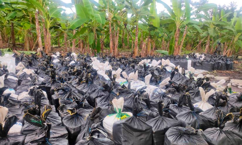 Las 21,5 toneladas de droga fueron encontradas el domingo en una finca del sector Estero Lagarto, en Vinces, provincia de Los Ríos.