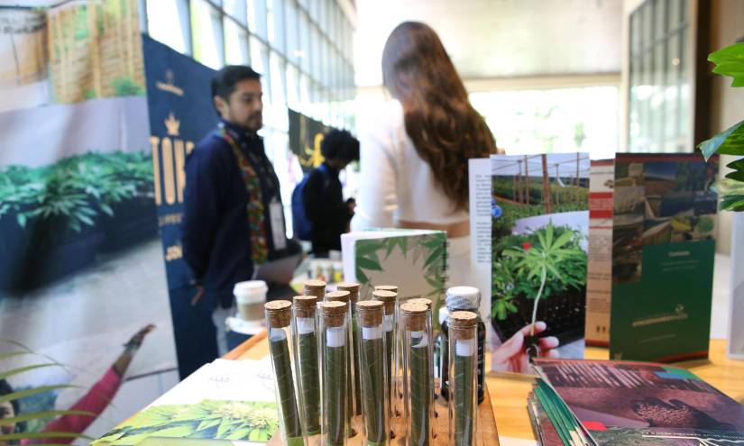 Vista de productos elaborados con cannabis en una imagen de archivo. Vista de productos elaborados con cannabis en una imagen de archivo.