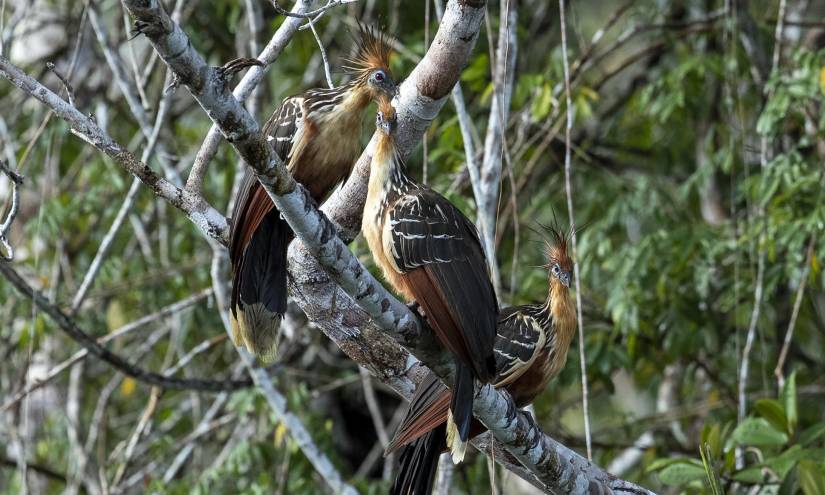 Aves del Parque Yasuní.