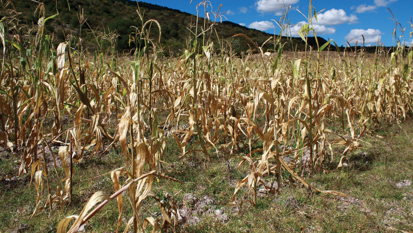 Más de 2.5 millones de dólares en pérdidas deja la sequía en la Costa