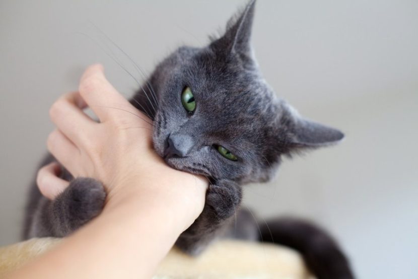Japonesa muere por peligroso virus SFTS aparentemente trasmitido por un gato