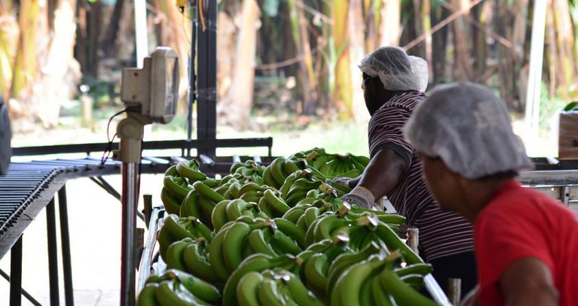 Casi 50 mil empleados del sector bananero trabajan en la informalidad