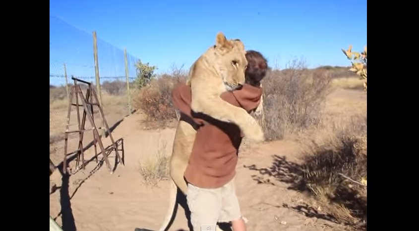 (VIDEO) El abrazo de una leona a su cuidador tras meses sin verlo