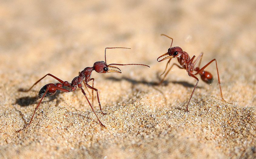 Un hombre sobrevive 6 días en un desierto australiano comiendo hormigas