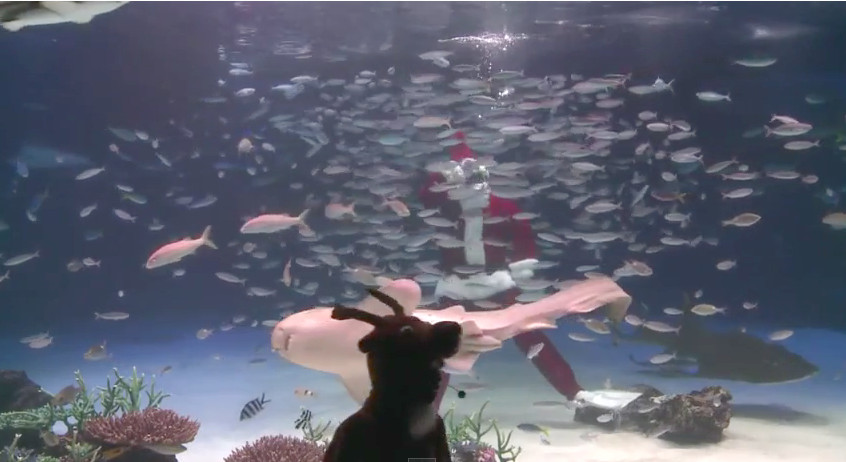 (VIDEO) Papá Noel nadó entre peces en Japón