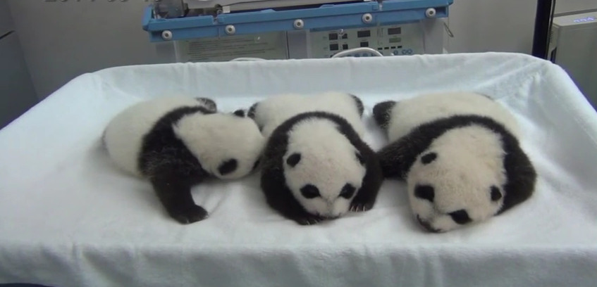 Presentan en China los primeros pandas trillizos del mundo
