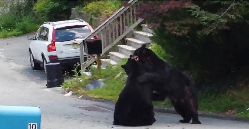 (VIDEO) Dos osos arman un ring en pleno barrio de Nueva Jersey