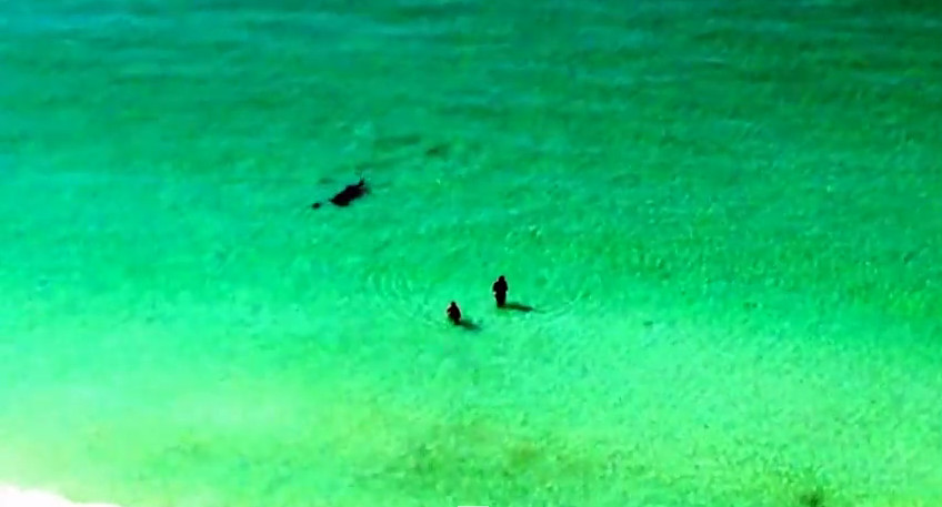 (VIDEO) Dos bañistas escapan a tiempo de un tiburón martillo