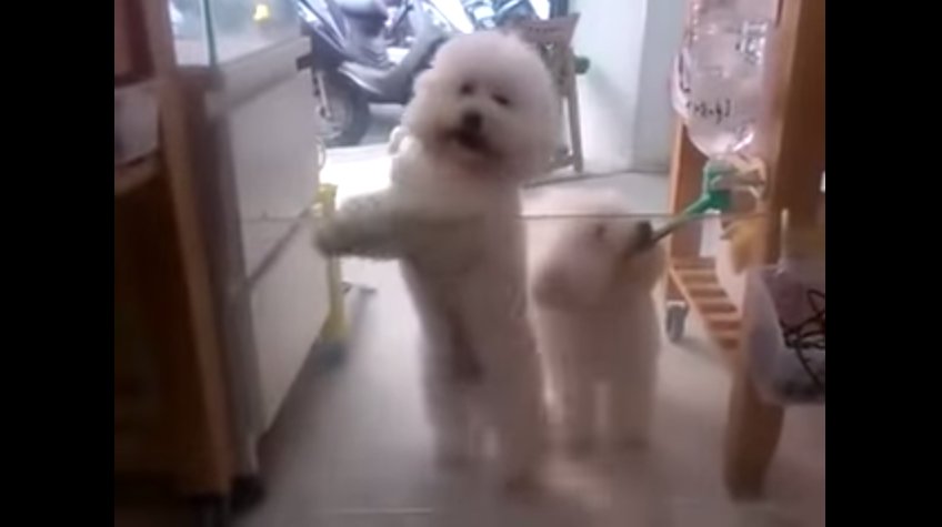 (VIDEO) Una mascota con mucho ritmo