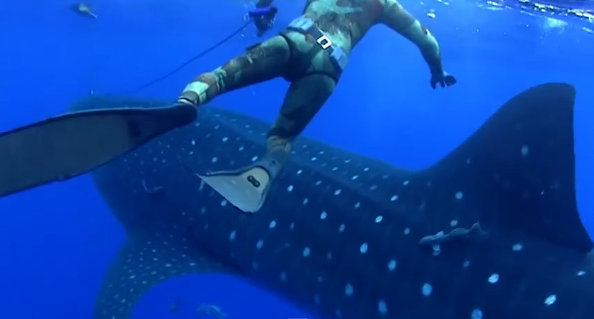 (VIDEO) Estuvieron a punto de ser devorados por un tiburón ballena