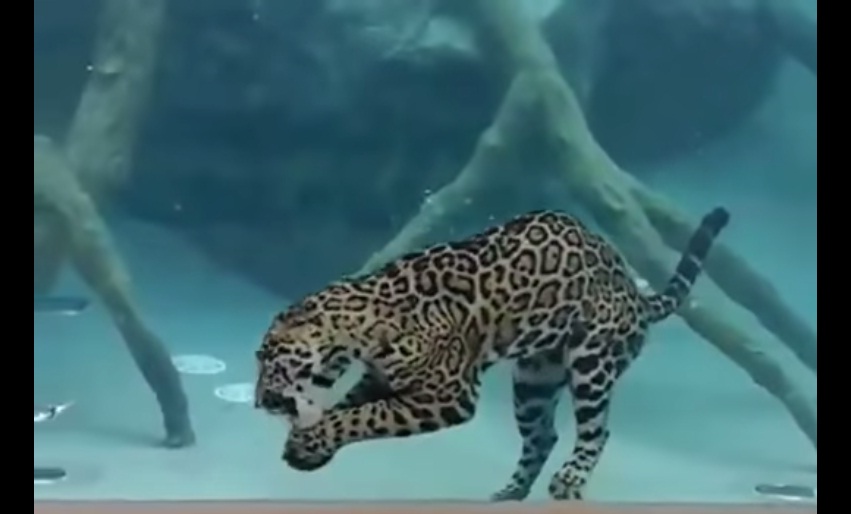 (VIDEO) Jaguar ataca y devora a su presa bajo el agua