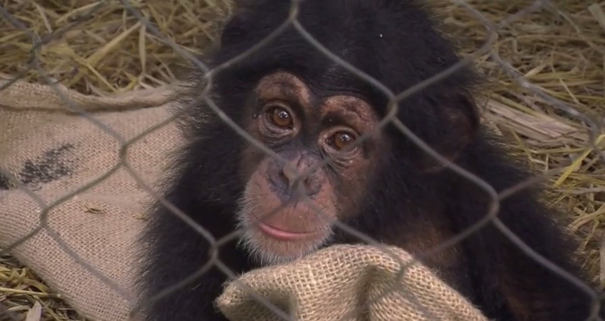 Monos se convierten en indeseables mascotas en Costa de Marfil por temor al ébola