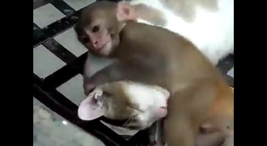 (VIDEO) Pequeño mono es la pesadilla para este gato